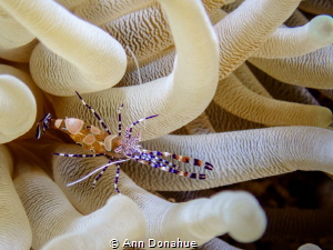 The anemones in Bonaire are often full of shrinps like th... by Ann Donahue 